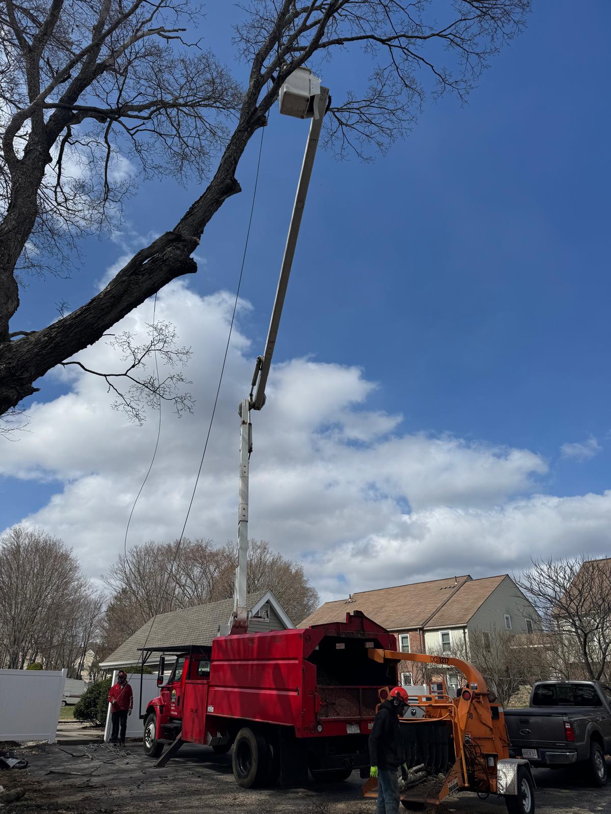 Crown Tree Services professional tree removal with aerial equipment