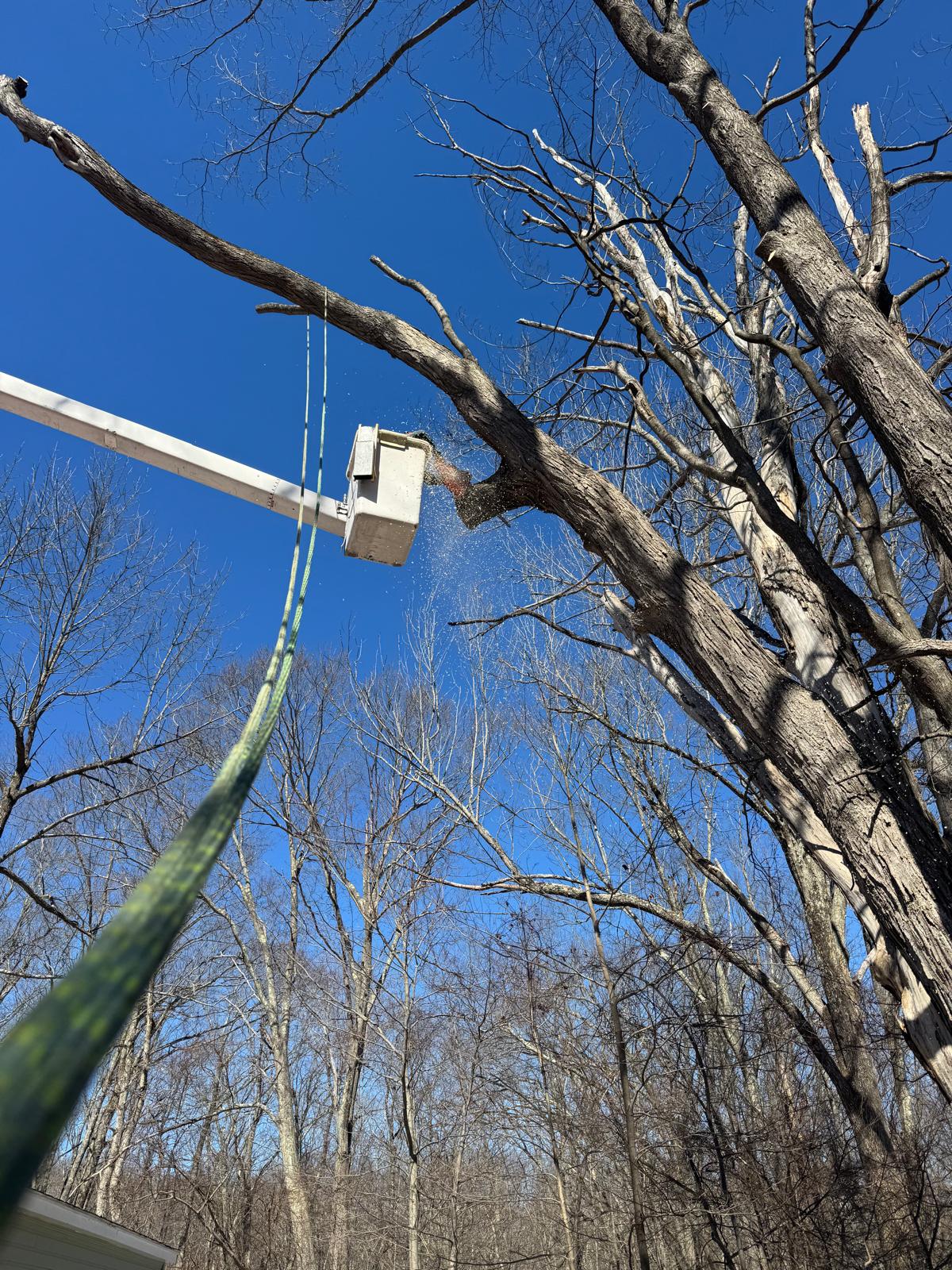 Tree Trimming in Cambridge, MA - Crown Tree Services