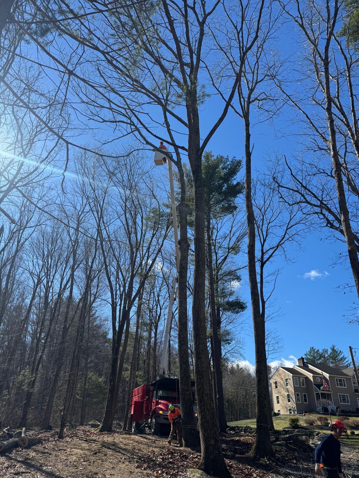 Tree Trimming in Worcester, MA - Crown Tree Services