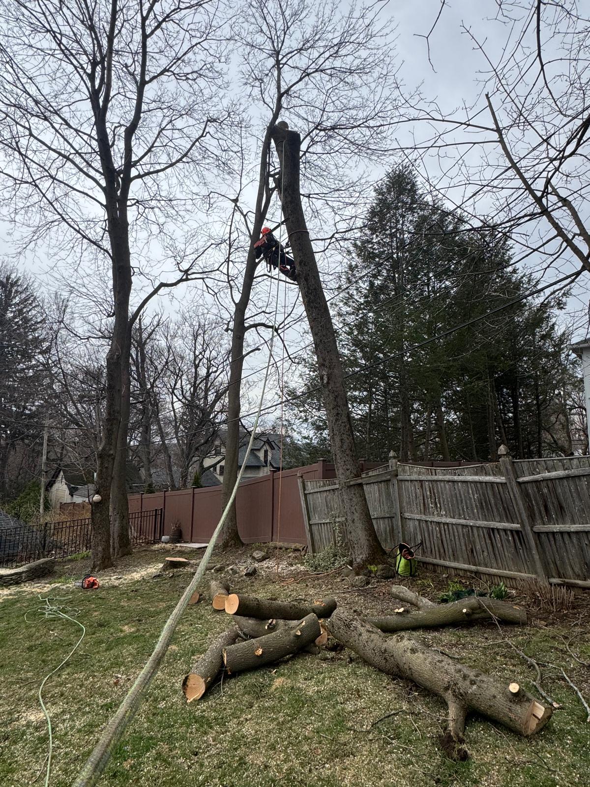 Tree Climbing in Brookline, MA - Crown Tree Services