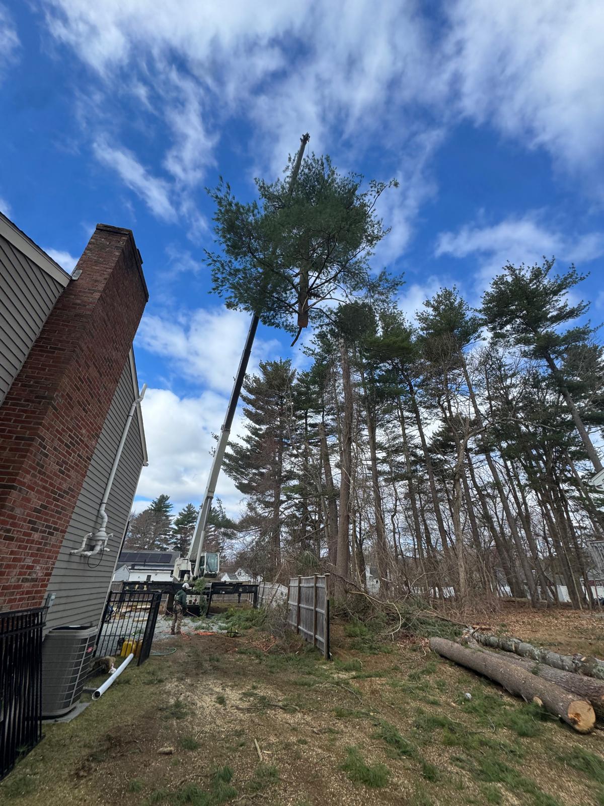 Tree Removal in Boston, MA - Crown Tree Services