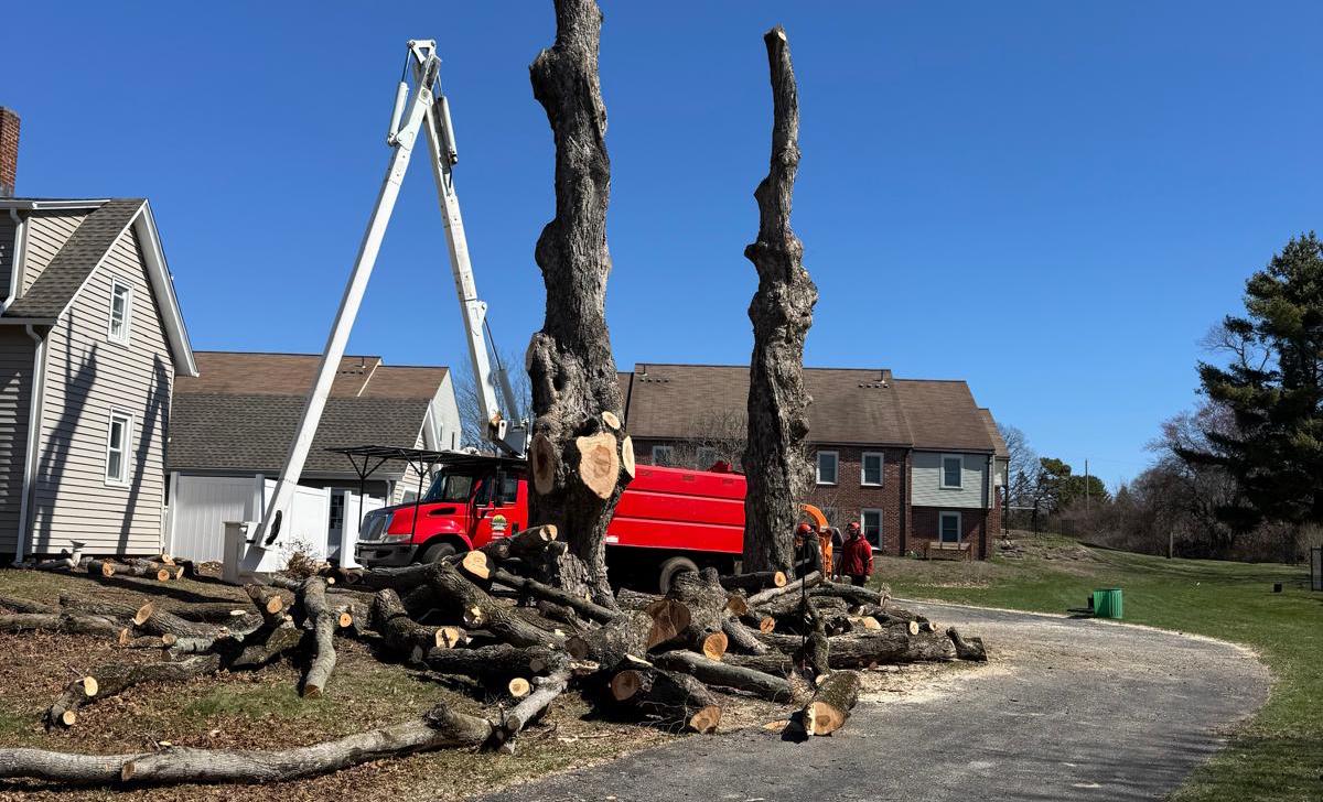 Tree Removal - Crown Tree Services professional equipment