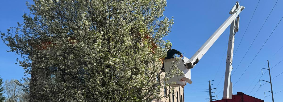 Tree Trimming and Pruning - Crown Tree Services professional equipment